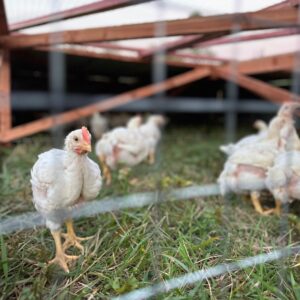 Spring Chicken Processing Workshop